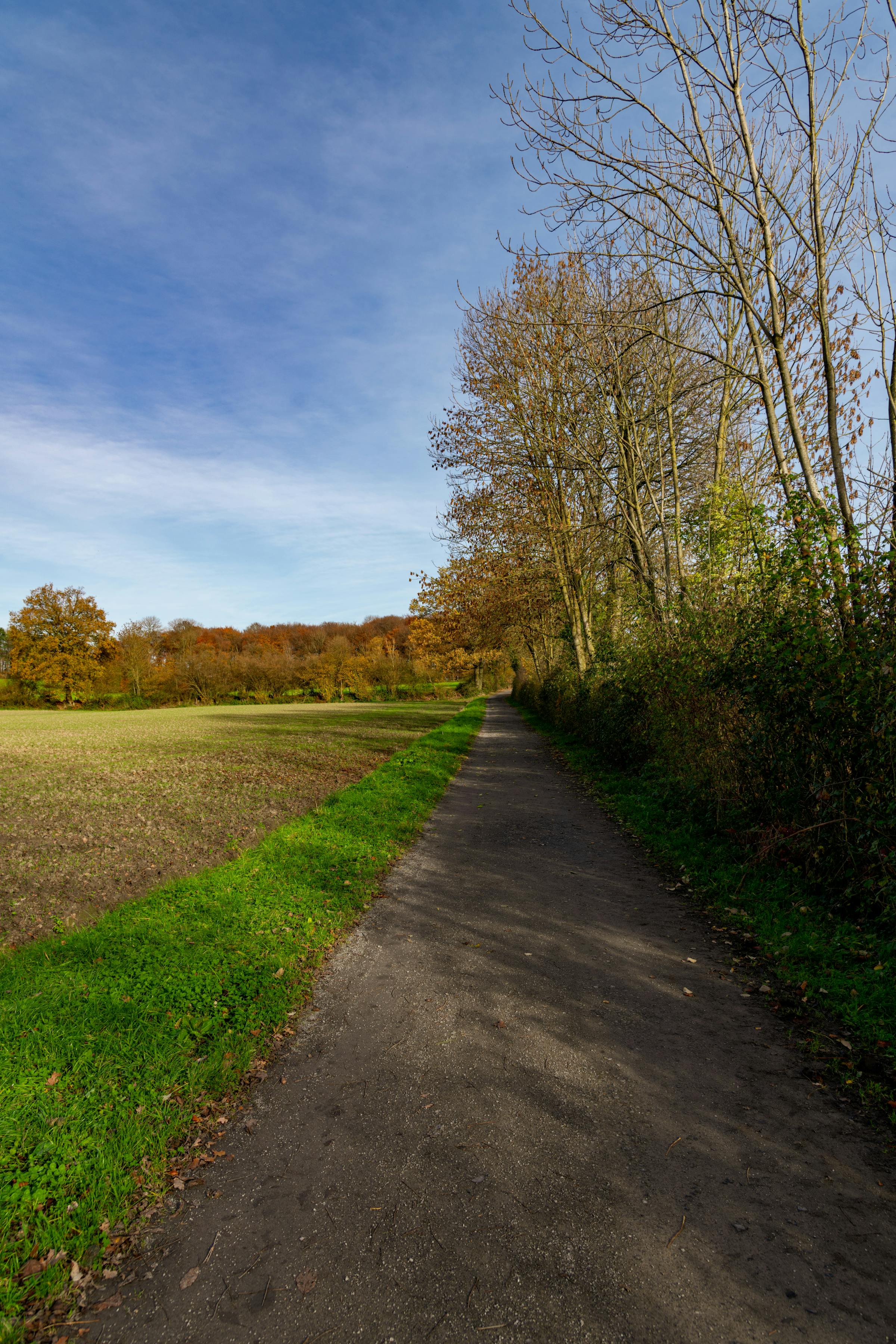 Ein ruhiger Feldweg durch ostfriesische Landschaft im warmen Herbstlicht